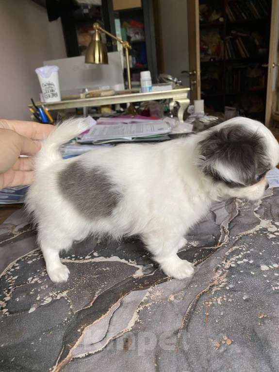 Собаки в других городах Московской области: Элитный щенок Чихуахуа из питомника Девочка, 80 000 руб. - фото 3