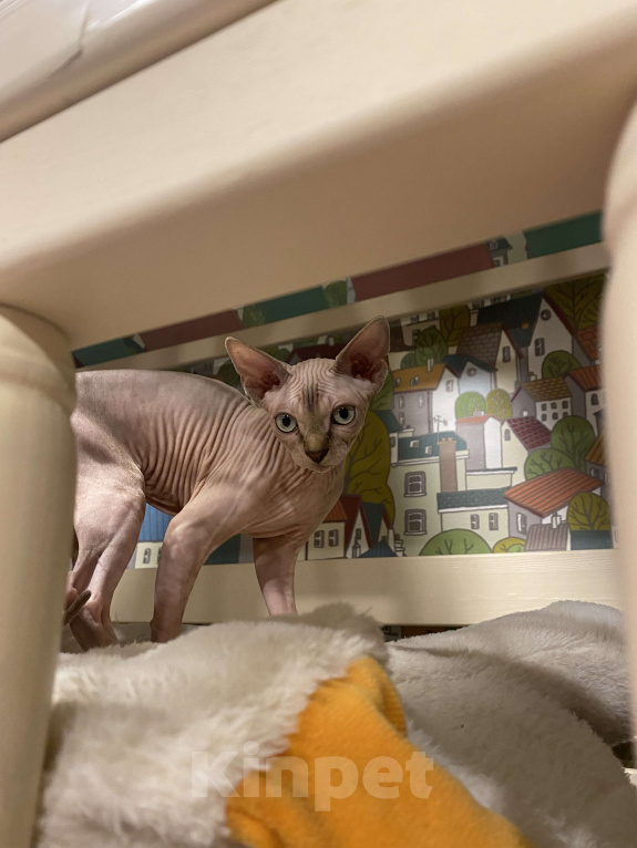 Кошки в Москве: Милейшая девочка сфинксетта Девочка, 45 000 руб. - фото 2