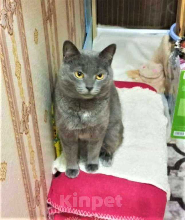 Кошки в Ногинске: Киса Василиса в добрые руки Девочка, Бесплатно - фото 1