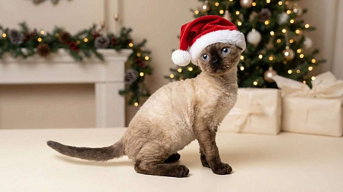 Минковая кошечка девон рекс