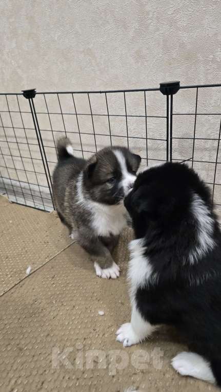 Собаки в Хабаровске: Щенки самоеда и лайки Мальчик, Бесплатно - фото 3