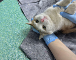 Кошки в Москве: кошка Дофаминка в добрые руки Девочка, Бесплатно - фото 2
