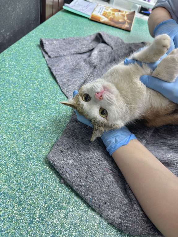 Кошки в Москве: кошка Дофаминка в добрые руки Девочка, Бесплатно - фото 2