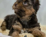 Собаки в Москве: Шоколадно-подпалый Йорк Мальчик, 60 000 руб. - фото 1