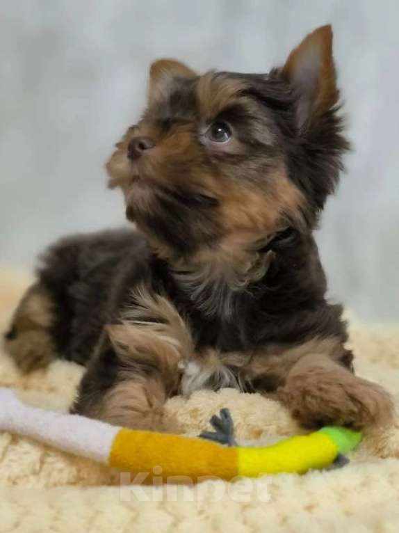 Собаки в Москве: Шоколадно-подпалый Йорк Мальчик, 60 000 руб. - фото 1