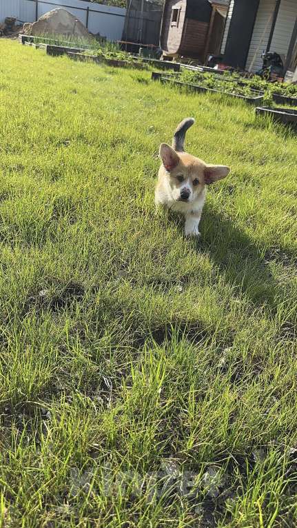 Собаки в Москве: Коржики  Мальчик, Бесплатно - фото 7