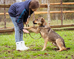 Собаки в Москве: Собака из приюта ищет дом и семью Мальчик, Бесплатно - фото 1