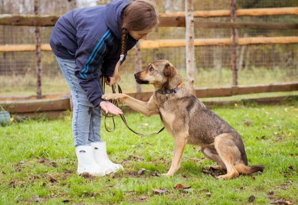 Собаки в Москве: Собака из приюта ищет дом и семью Мальчик, Бесплатно - фото 1