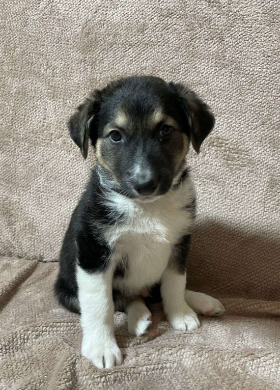 Собаки в Новосибирске: Щенок в добрые руки  Мальчик, Бесплатно - фото 2