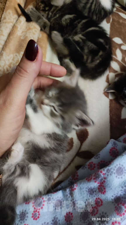 Кошки в Ростове-на-Дону: Отдаю бесподобных котят в добрые руки Девочка, Бесплатно - фото 4