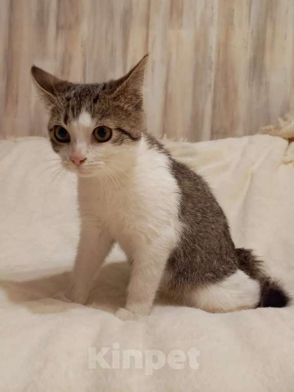 Кошки в Москве: Необыкновенно ласковый, добрый котенок, не боится собак, ладит с сородичами Мальчик, Бесплатно - фото 5