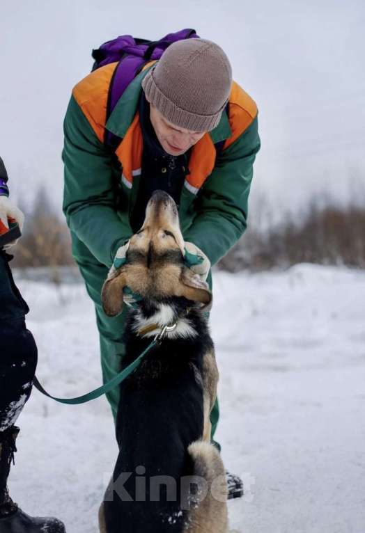 Собаки в Москве: Собака в добрые руки Девочка, Бесплатно - фото 3