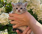 Кошки в Ярославле: Котенок девочка полосатая Девочка, 1 000 руб. - фото 2