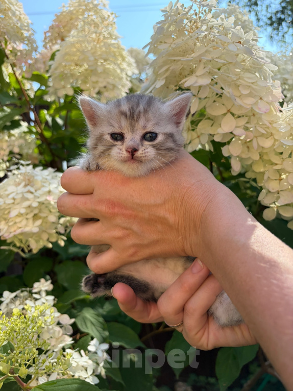 Кошки в Ярославле: Котенок девочка полосатая Девочка, 1 000 руб. - фото 2