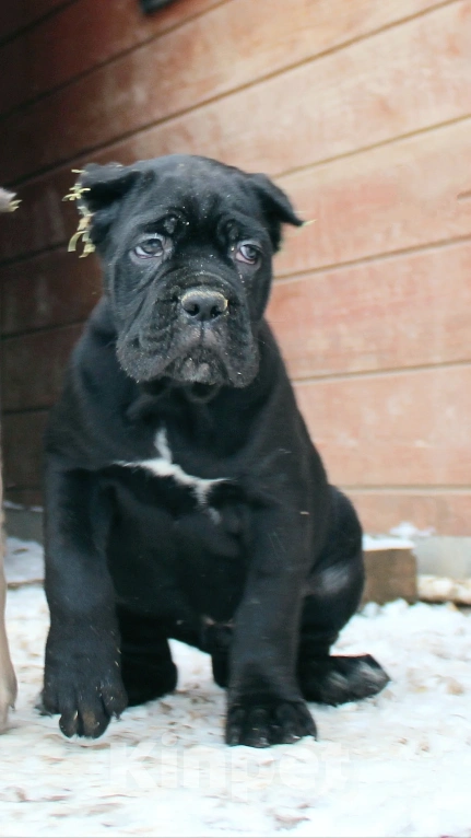 Собаки в Москве: Кане корсо. Мальчик и девочки. Мальчик, 70 000 руб. - фото 5