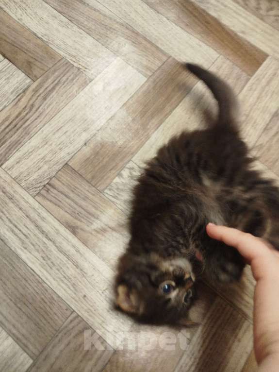 Кошки в Екатеринбурге: Отдам кота в добрые руки  Мальчик, Бесплатно - фото 4