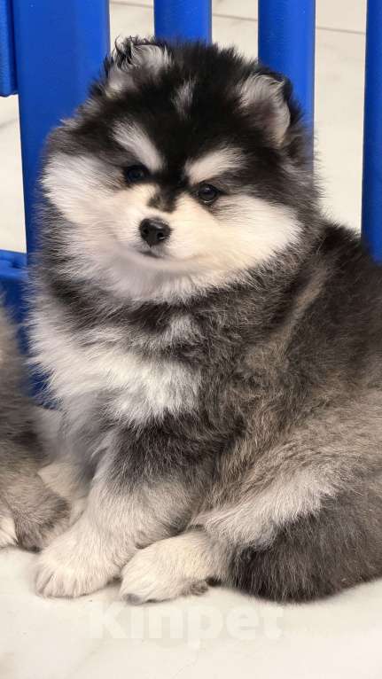 Собаки в Санкт-Петербурге: Мальчик помски Мальчик, 80 000 руб. - фото 3