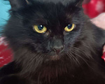 Кошки в Люберцах: Ищет дом очаровательная кошечка Чернышка Девочка, Бесплатно - фото 1