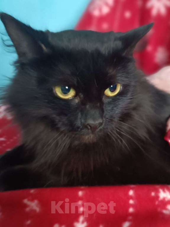 Кошки в Люберцах: Ищет дом очаровательная кошечка Чернышка Девочка, Бесплатно - фото 1