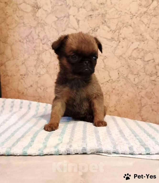 Собаки в Москве: Миниатюрная девочка пти-брабансон Девочка, 55 000 руб. - фото 4