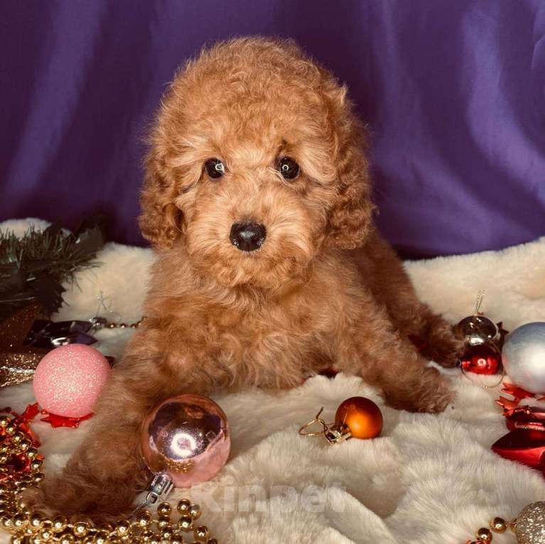 Собаки в Москве: Той-пудель щенки Девочка, 50 000 руб. - фото 5