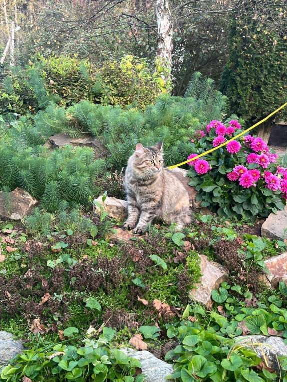 Кошки в Домодедово: Одри Девочка, 1 000 руб. - фото 1