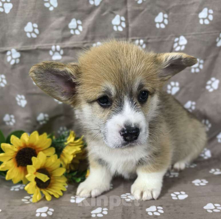 Собаки в Москве: Вельш корги меброк Мальчик, 60 000 руб. - фото 3