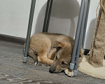 Собаки в Иркутске: Срочно отдам щенка в добрые руки Девочка, Бесплатно - фото 1