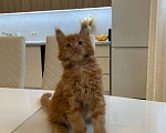 Кошки в Москве: котенок Мейн- кун полидакт с родословной Мальчик, 75 000 руб. - фото 4