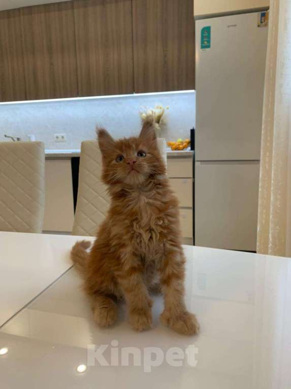 Кошки в Москве: котенок Мейн- кун полидакт с родословной Мальчик, 75 000 руб. - фото 4