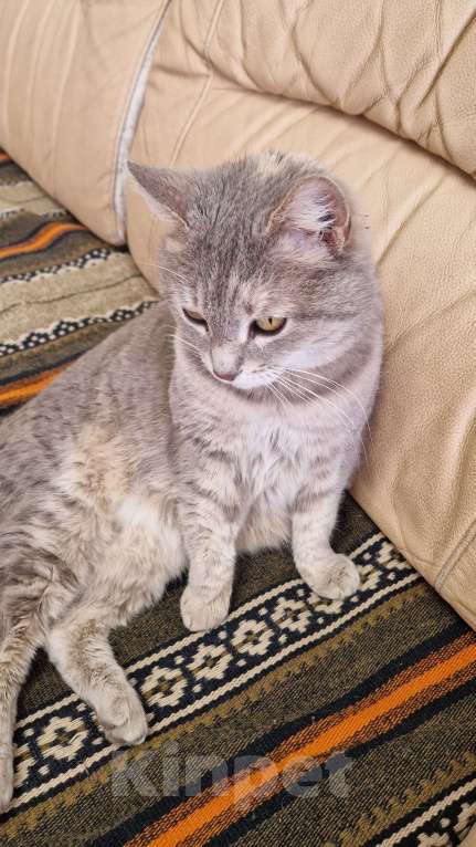 Кошки в Волжском: Кошечка Плюшечка ищет дом Девочка, Бесплатно - фото 2