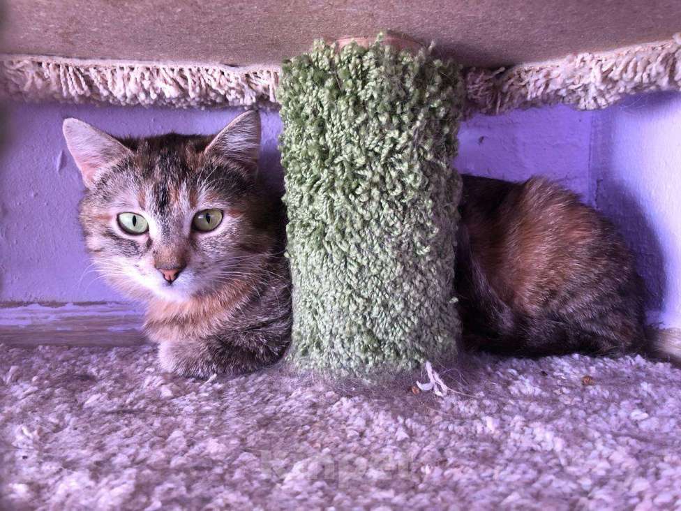 Кошки в Дмитрове: Подростковая кошечка Веста. Девочка, Бесплатно - фото 5