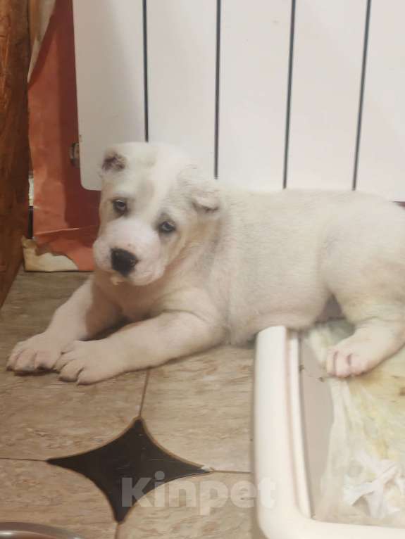 Собаки в Краснодаре: Привитые с документами щенки среднеазитской овчарки. От родителей чемпионов Разнополые, Бесплатно - фото 4