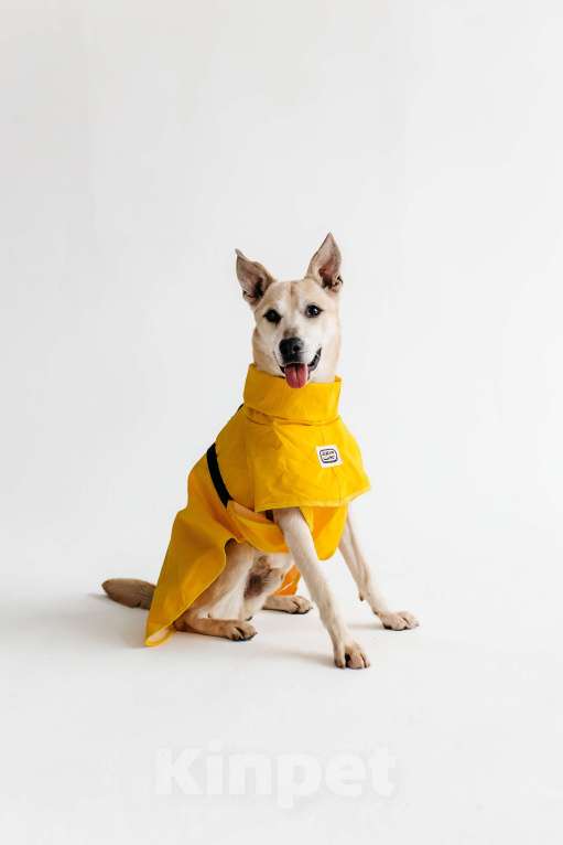 Собаки в Москве: Бевшедомашний пес Филя, в приюте. Очень нужен дом! Мальчик, Бесплатно - фото 1