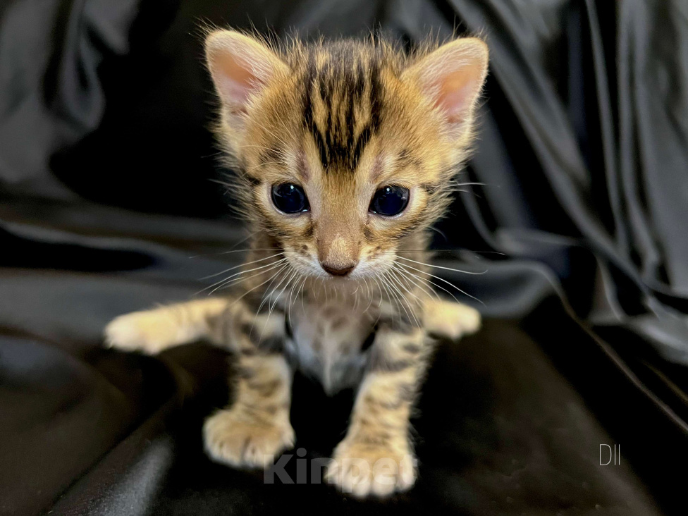 Кошки в Люберцах: Бенгальский котенок с документами из питомника (Девочка 2) Девочка, 50 000 руб. - фото 1