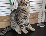 Кошки в Москве: Котенок в добрые руки Девочка, Бесплатно - фото 4