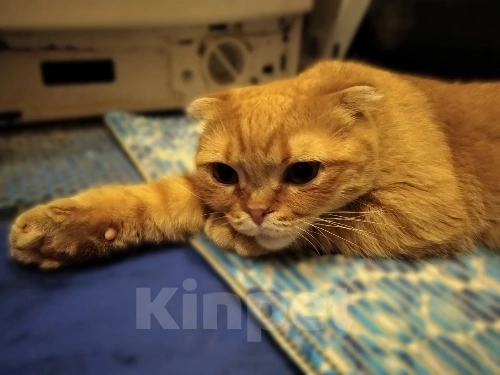 Кошки в Воронеже: Особенная кошечка Бося в добрые руки Девочка, Бесплатно - фото 7