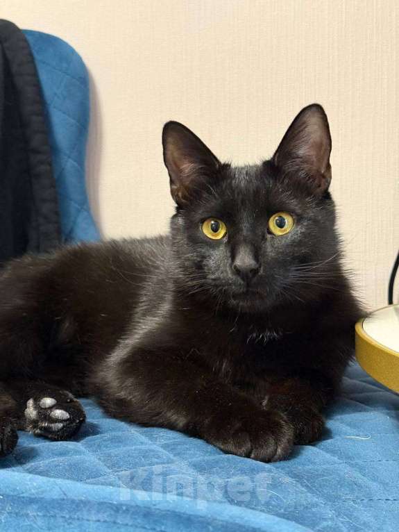 Кошки в Москве: Мальчик Вася в добрые руки Мальчик, Бесплатно - фото 3