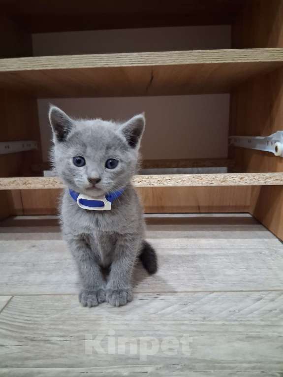 Кошки в Казани: Мальчика  Мальчик, 50 000 руб. - фото 1