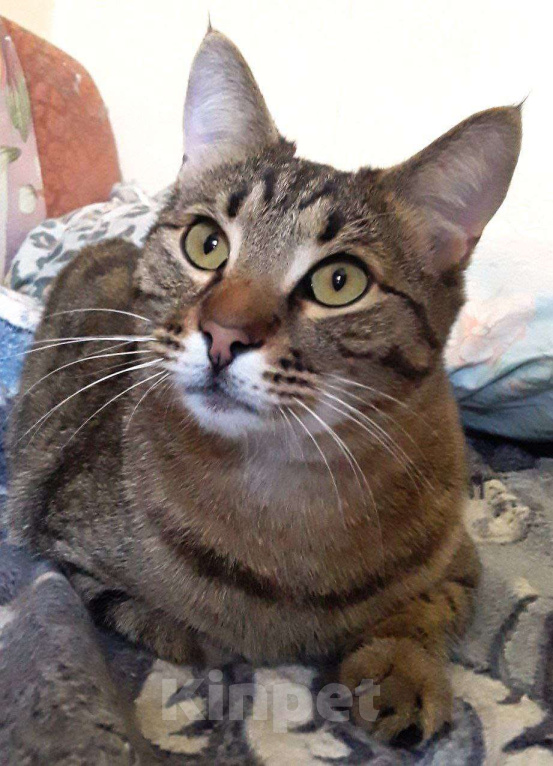 Кошки в Москве: Котик Мышь ищет дом! Мальчик, Бесплатно - фото 2