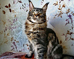 Кошки в Шадринске: Мейн-кун, 20 000 руб. - фото 4