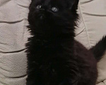 Кошки в Хасавюрте: Чёрный мейн-кун, 10 000 руб. - фото 4