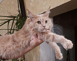 Кошки в Барыше: Мейн кун, 12 000 руб. - фото 1