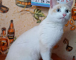 Кошки в Собинке: Котик 7 месяцев, Бесплатно - фото 4