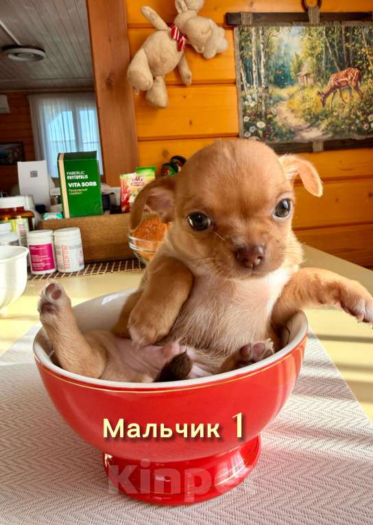 Собаки в Ореховом-Зуево: Продажа щенков чихуахуа Разнополые, 28 000 руб. - фото 3