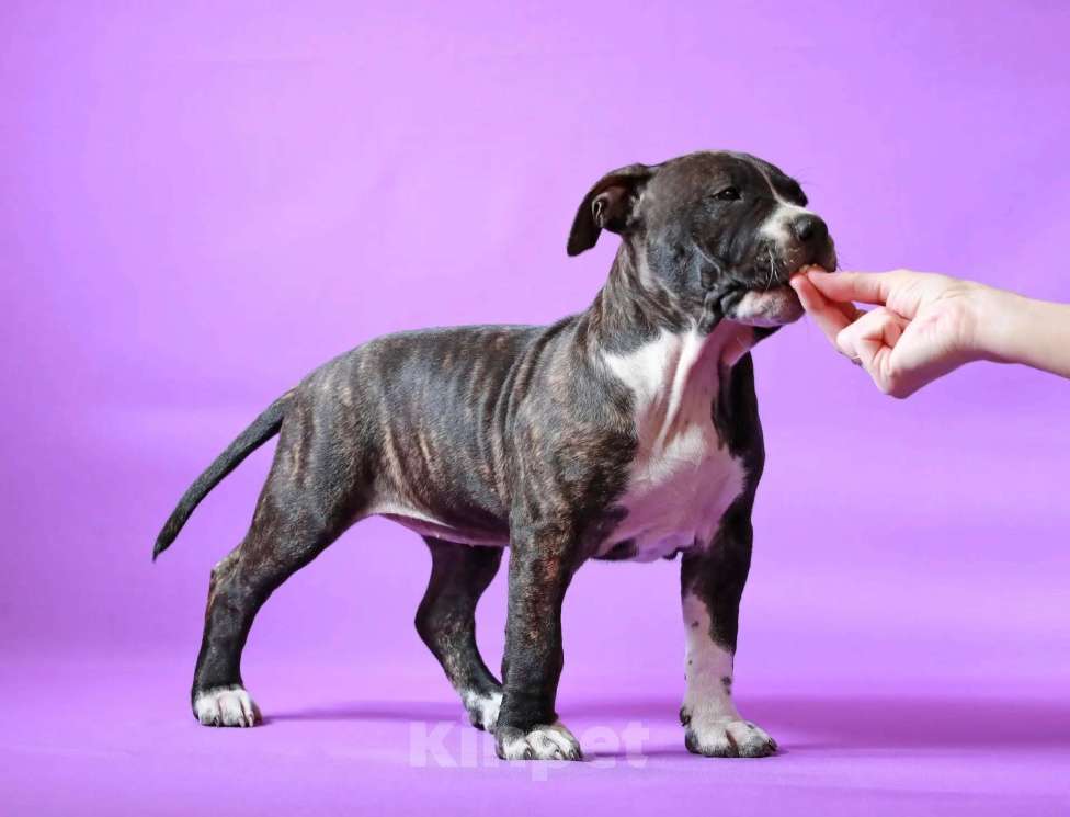 Собаки в Санкт-Петербурге: Щенок амстаффа Девочка, 75 000 руб. - фото 2