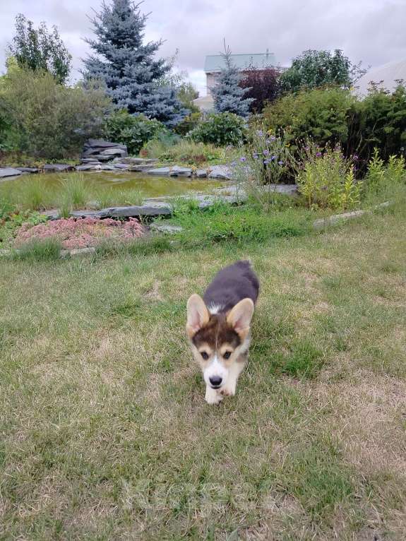 Собаки в Барнауле: Малыш вельш корги пемброк Мальчик, 45 000 руб. - фото 4