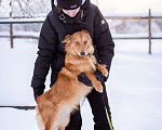 Собаки в Москве: Метис таксы в добрые руки Мальчик, Бесплатно - фото 6