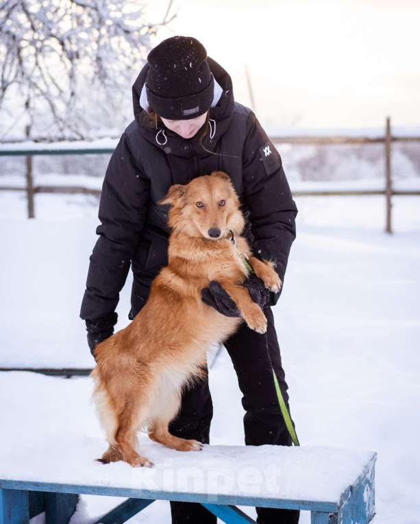 Собаки в Москве: Метис таксы в добрые руки Мальчик, Бесплатно - фото 6