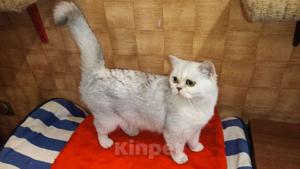 Кошки в Москве: Серебристая девочка Девочка, 1 000 руб. - фото 3